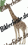 Tiere: Giraffen - Giraffe i�t (nicht animiert)