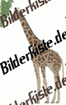 Tiere: Giraffen - Giraffe i�t (animiertes GIF)