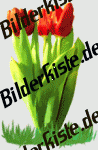 Blumen: Tulpen - Tulpenstrau� (nicht animiert)