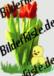 Blumen: Tulpen - Tulpenstrau� mit K�ken 2 (nicht animiert)