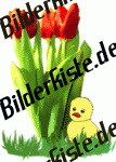 Blumen: Tulpen - Tulpenstrau� mit K�ken 1 (animiertes GIF)