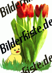 K�ken neben 3 roten Tulpen