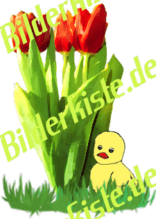Blumen: Tulpen - Tulpenstrau� mit K�ken 2 (nicht animiert)