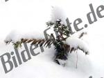 Fir sapling covered with snow