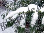 Leaves covered with snow