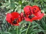 Mohn 