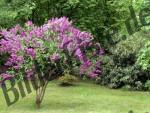 Lilac bush