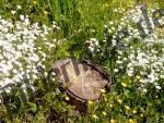 Stub lying in the meadow