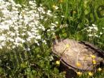 Stub lying on meadow