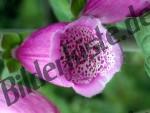 Bilder zum Thema plant anzeigen