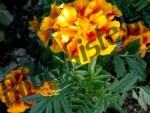 Tagetes mit orange-farbener Blte