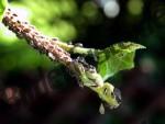 Aphids on a branch