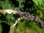 Aphids on a leaf