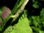 Aphids on a leaf