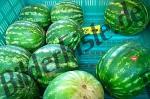 Wasser- melonen