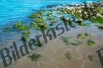 Algen im Wasser