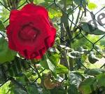 Rose am Zaun