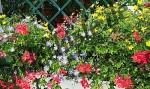 Fiori alla finestra