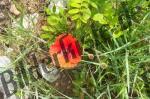 Blossom of corn poppy