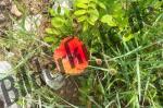 Blossom of corn poppy