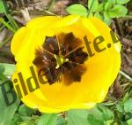 Bilder zum Thema tulipani anzeigen