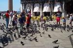 Pigeons in Venice