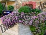 Flowers violet