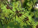 Blossom forsythien