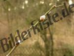 Catkin buds