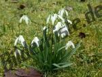 Snowdrops on a meadow