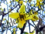 Forsythia