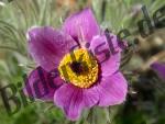 Blossom pink of a pasqur flower