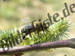 Bee on a catkin branch