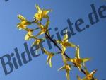 Forsythia