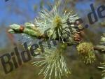 Blossoms of a tree