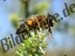 Biene auf Weidenkaetzchen