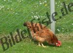 Hen on a meadow