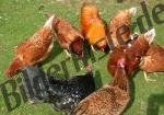Hens on a meadow