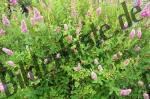 Flowers pink
