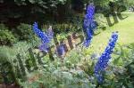 Blossom delphinium