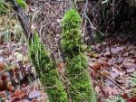 Trunk with moss