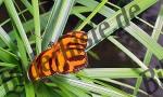 Schmetterling auf Blatt