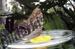 Butterfly on a lemon