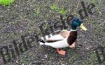 Bilder zum Thema vogel anzeigen