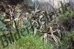 Pflanzen Aloe Vera