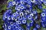 Blumen blaue Blueten