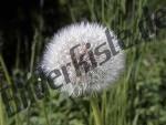 Dandelion faded