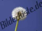 Dandelion faded