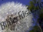 Blowball closeup