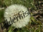 Dandelion withered